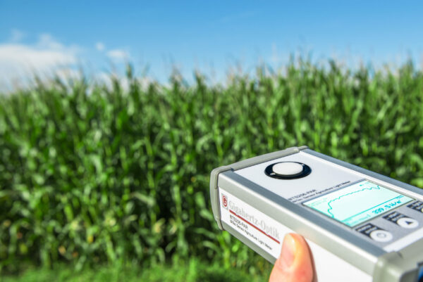 BTS256-PAR cornfield